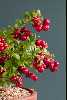 <em>Vaccinium vitis-idaea</em> 'Red Candy'